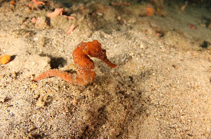 Guided Shore Dive for Certified Divers with Scubaçao (2 tank) - Booking details and cancellation