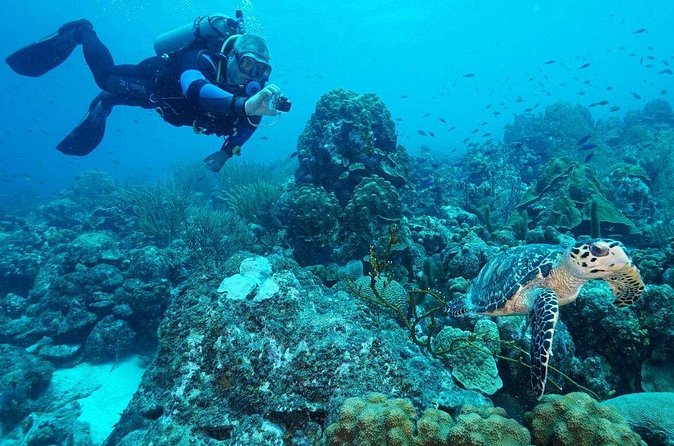 Guided shore dive on one of our house reefs for Certified Divers. - What experienced participants can expect