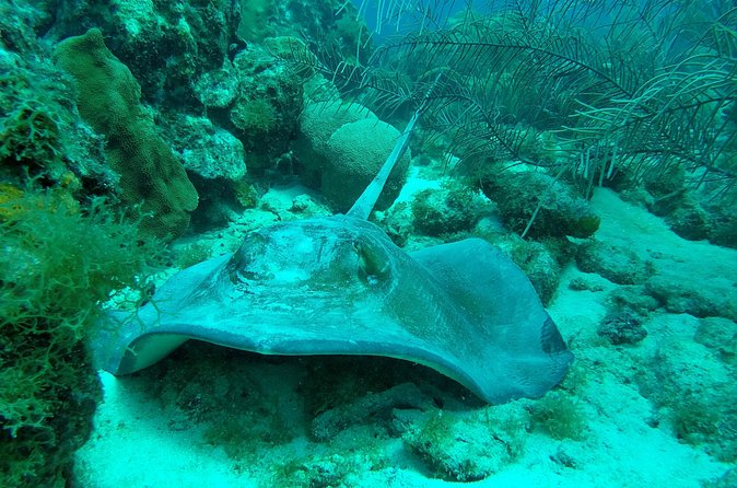 Guided shore dive on one of our house reefs for Certified Divers. - Equipment, comfort, and the $40 price