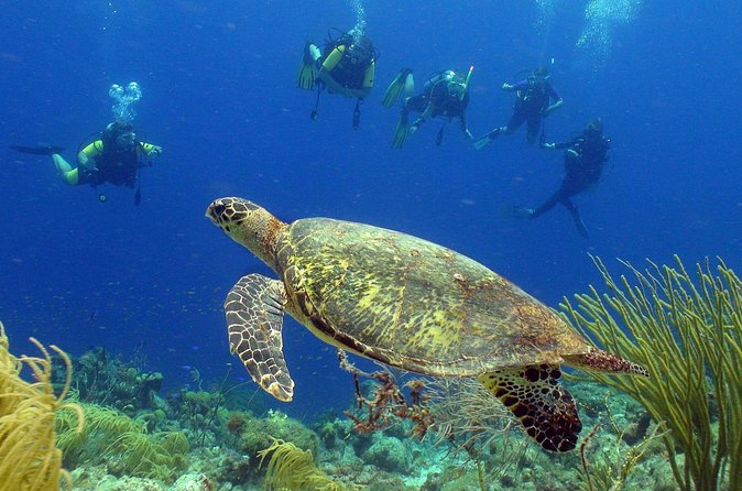 Guided shore dive on one of our house reefs for Certified Divers. - Conditions, currents, and the limits of a fixed plan