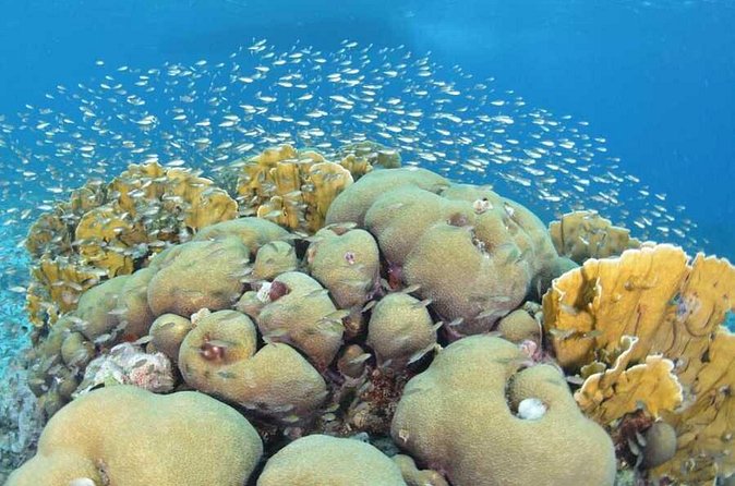 Guided shore dive on one of our house reefs for Certified Divers. - Meeting point and practical planning