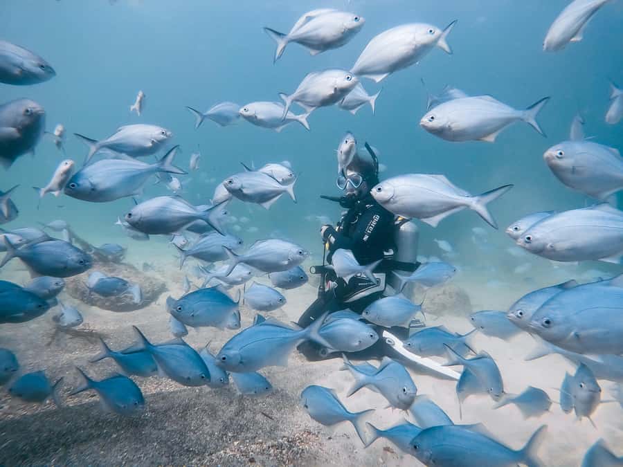 Guided Shore Dive Tour for Certified Divers - Why Goat Island is a special place for scuba