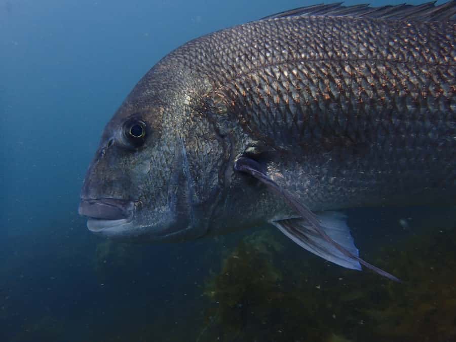 Guided Shore Dive Tour for Certified Divers - ABC Bay and Shag Rock