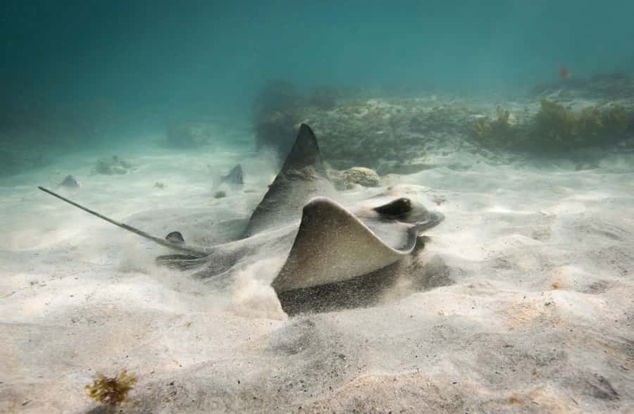 Guided Shore Dive Tour for Certified Divers - Waterfall Reef and the southern channel