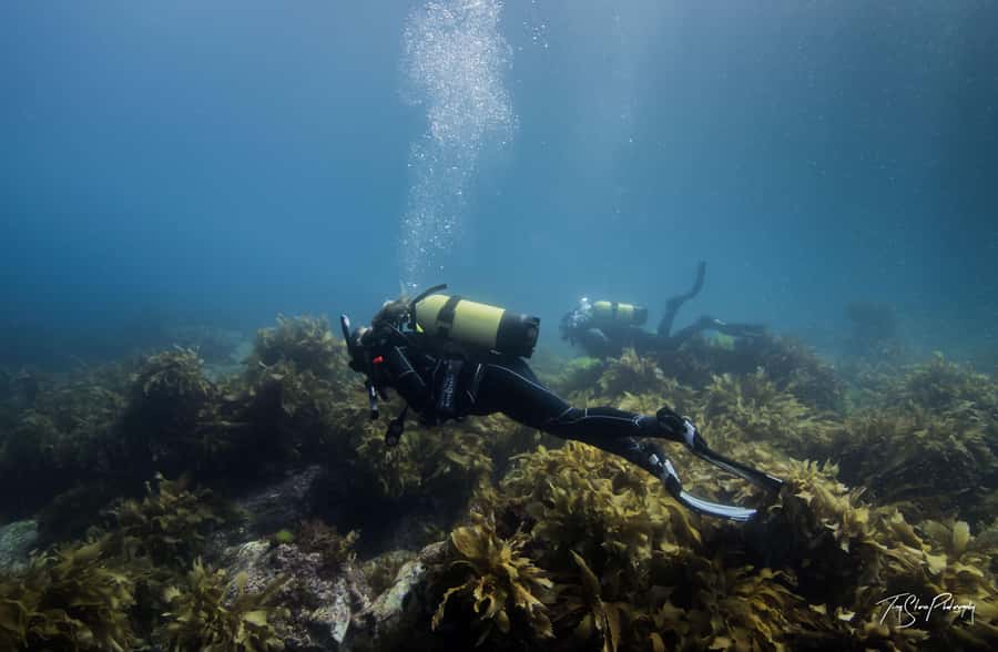 Guided Shore Dive Tour for Certified Divers - Eagle Ray Flats and the reserve’s larger animals