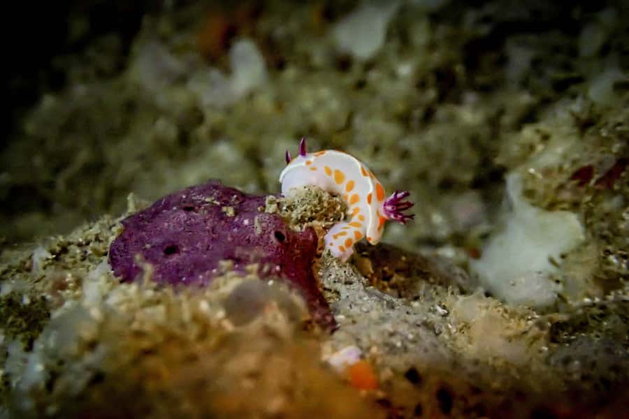 Guided Shore Dive Tour for Certified Divers - Who should book this outing