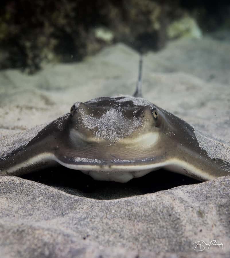 Guided Shore Dive Tour for Certified Divers - Practical advice for a smoother morning or afternoon