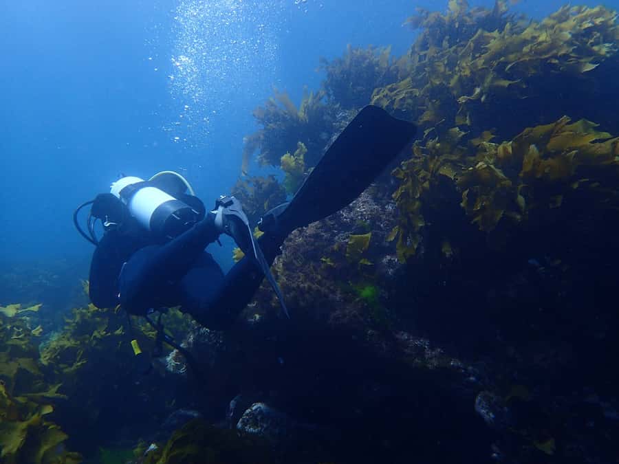 Guided Shore Dive Tour for Certified Divers - What you may see among the kelp and rocks