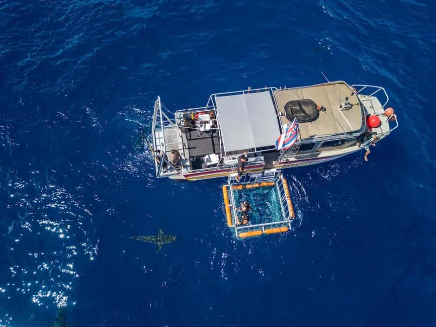 Haleiwa: North Shore Shark Cage Diving Experience - Meeting Kala and Makua at Haleiwa