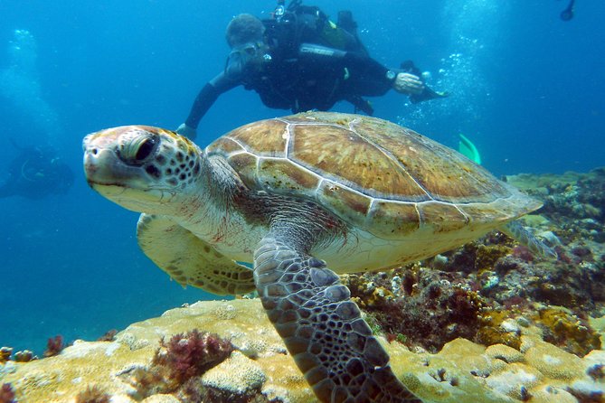 Half-Day Diving in Sal - What your morning in Santa Maria looks like