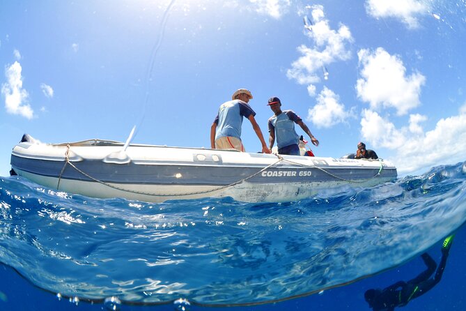 Half-Day Diving in Sal - Marine life, wrecks, and volcanic rock