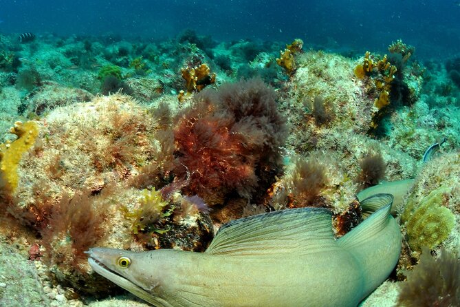 Half-Day Diving in Sal - Who should book this Sal scuba trip?