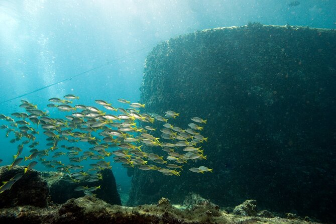 Half-Day Diving in Sal - Practical details that can make the morning better