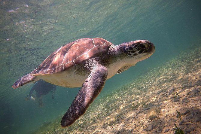 Half-Day Scuba Diving Tour - Discover Scuba Diving! - The Briefing: Your First Key Scuba Lessons
