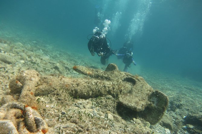 Half-Day Scuba Diving Tour - Discover Scuba Diving! - Fish, Turtles, and Seasonal Conditions