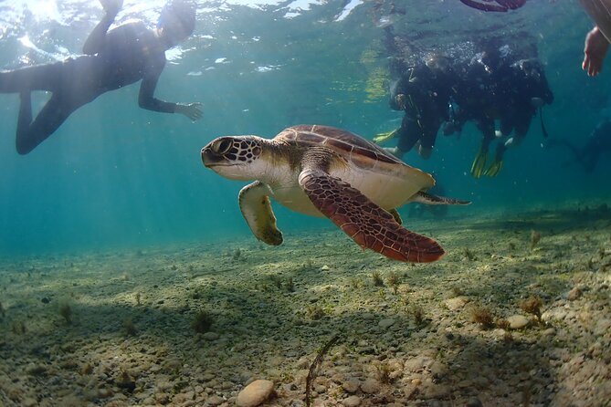 Half-Day Scuba Diving Tour - Discover Scuba Diving! - What the Price Includes