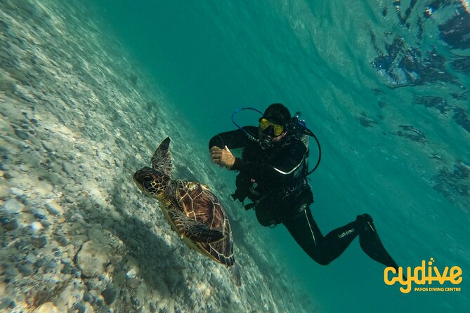 Half-Day Scuba Diving Tour - Discover Scuba Diving! - Pool Practice Before Open Water