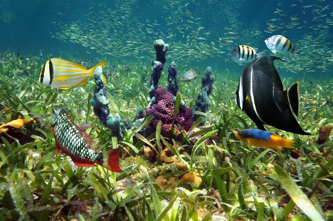 Half Day Scuba Diving Trip in the Florida Keys - Key points before you book