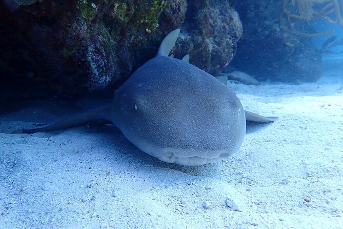 Half Day Scuba Diving Trip in the Florida Keys - Is $115 a good value?