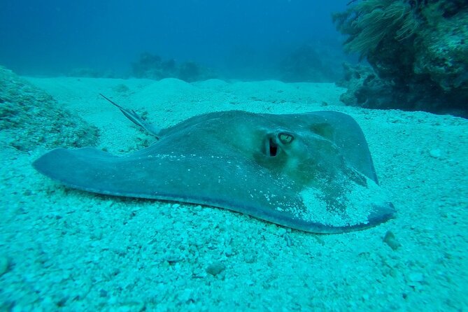 Half Day Scuba Diving Trip in the Florida Keys - Who will get the most from this outing