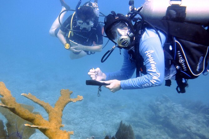 Half-Day Small-Group 2-Tank Scuba Dive in Key Largo (CERTIFIED DIVERS ONLY) - Should you book it?