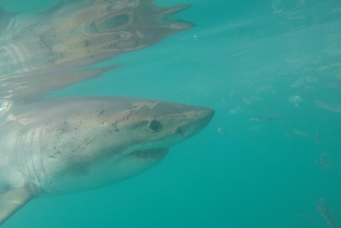 Half-Day White Shark Cage Diving from Gansbaai - What makes this Gansbaai shark encounter special