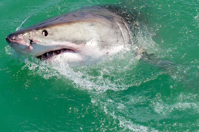 Half-Day White Shark Cage Diving from Gansbaai - Starting early at 16 Geelbek Street