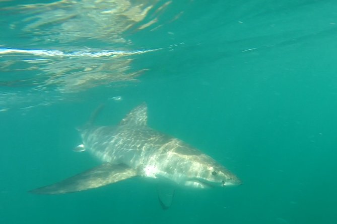 Half-Day White Shark Cage Diving from Gansbaai - The boat trip and safety preparation