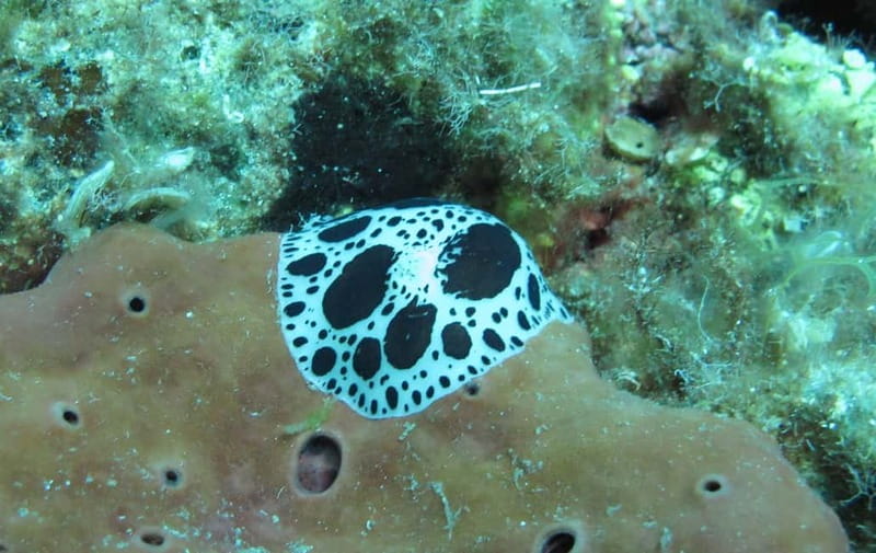 Halkidiki-Kassandra: Scuba Diving for Beginners - FAQ