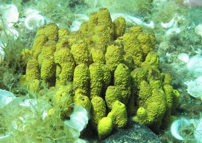 Halkidiki-Kassandra: Scuba Diving for Beginners - Who should book this experience?