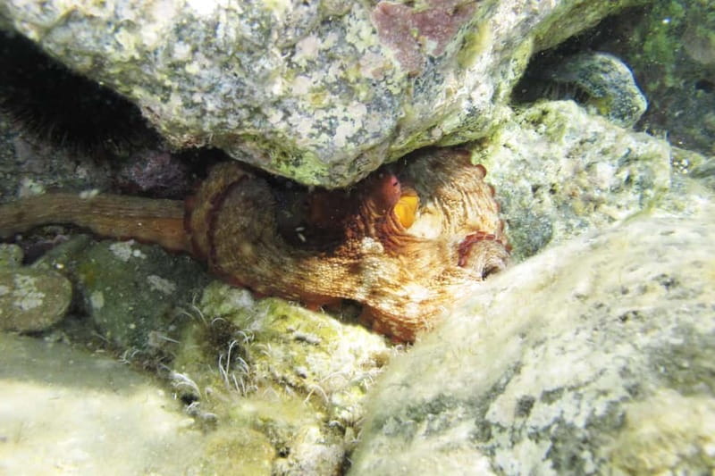 Halkidiki-Kassandra: Scuba Diving for Beginners - A practical way to plan your day