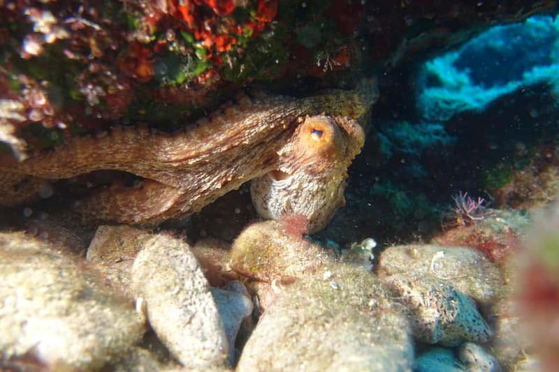 Heraklion: Basic Diver for Beginners - Key points to know before you book