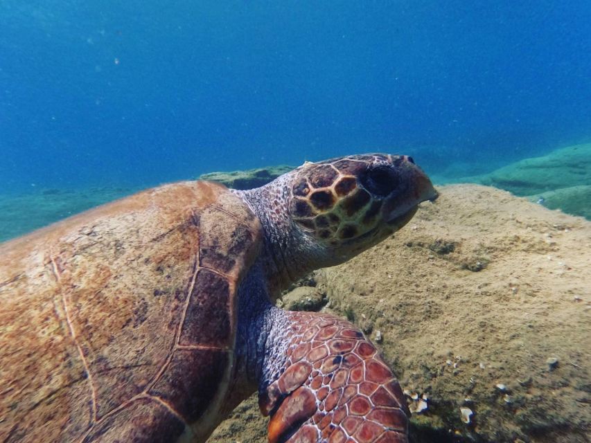 Heraklion: Beginner's intro dive w/2 Dives with transfer. - What this Agia Pelagia introduction really offers