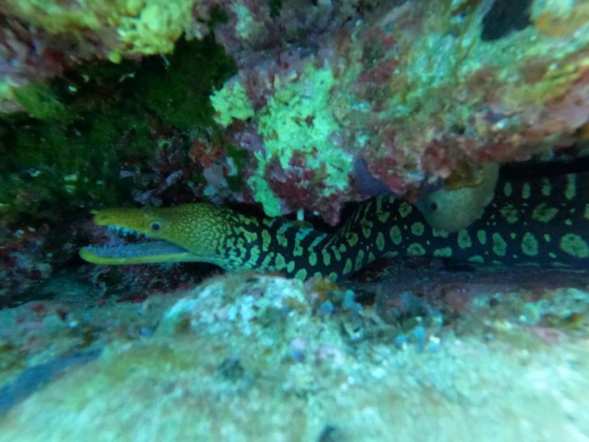 Heraklion: Beginner's intro dive w/2 Dives with transfer. - How good is the value at $165?