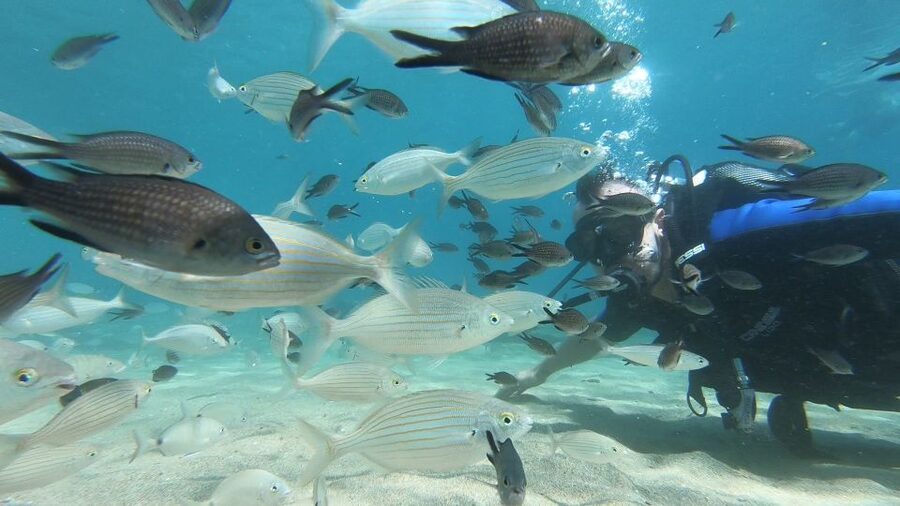 Heraklion: Beginner Scuba Diving Lesson with PADI Instructor - Who should book this experience