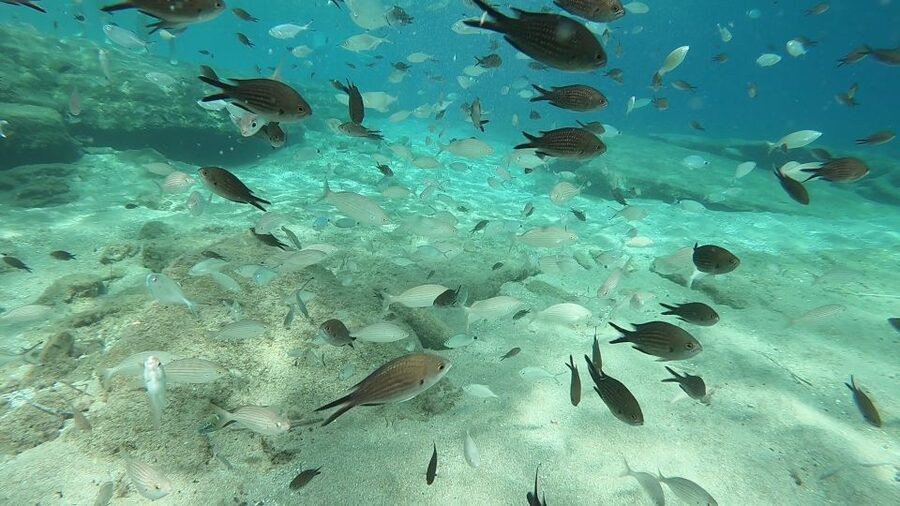 Heraklion: Beginner Scuba Diving Lesson with PADI Instructor - Returning to the center and handling the video option