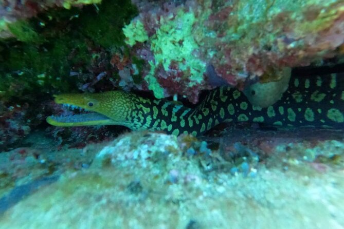 Heraklion: Scuba Diving Experience for Beginners - Transfers from Heraklion and nearby resorts