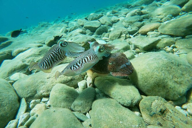 Heraklion: Scuba Diving Experience for Beginners - Who will enjoy this most