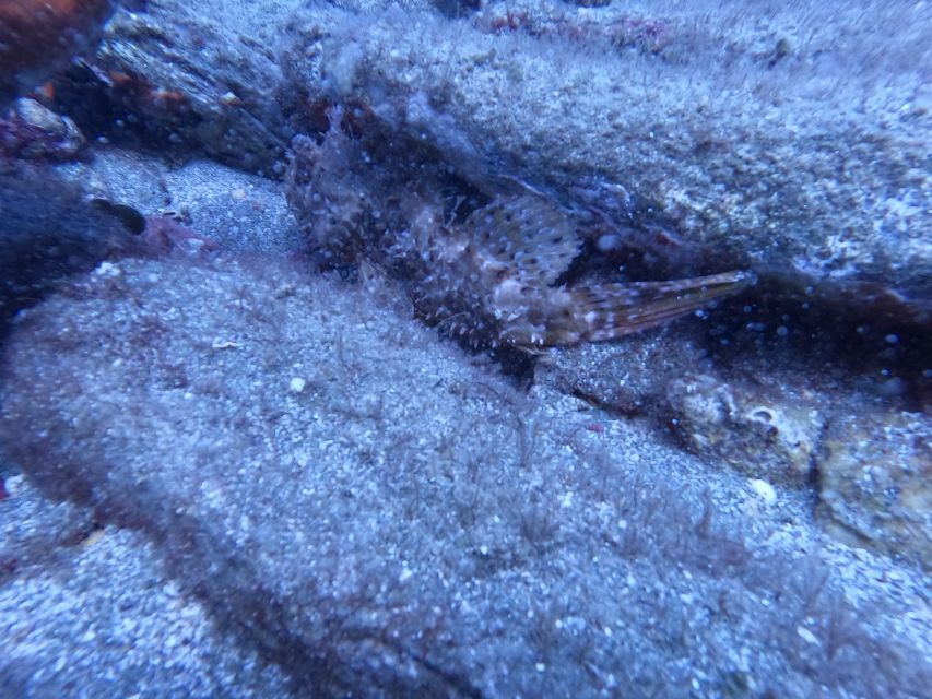 Heraklion: Scuba Diving Experience for Beginners _Beach - Walking Into Agia Pelagia Bay