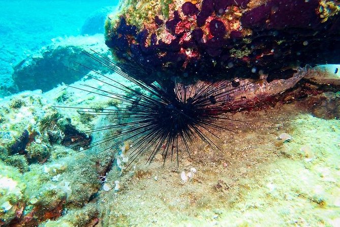 Heraklion: Scuba Diving Experience for First-Timers - Underwater at roughly seven metres
