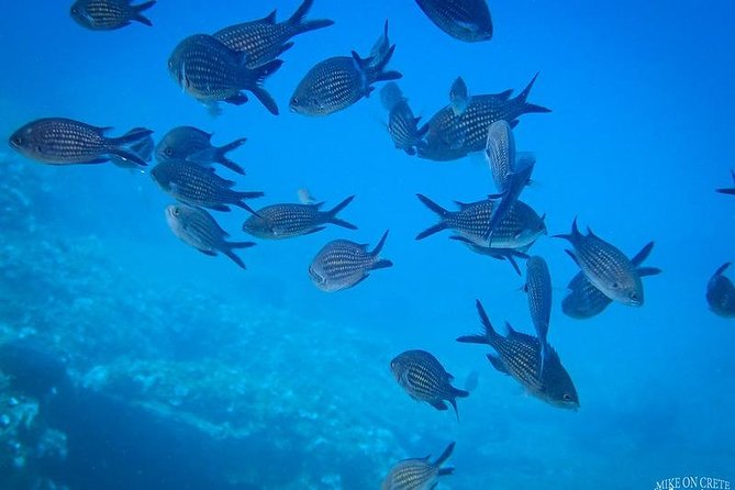 Heraklion: Scuba Diving Experience for First-Timers - Photos, memories, and what is actually included