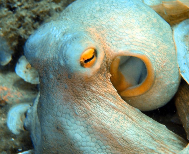 Heraklion: Scuba Diving Experience for First-Timers - Making the most of your time at the bay