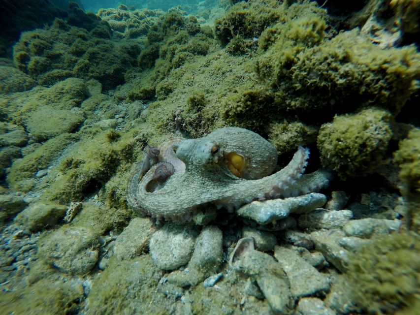 Heraklion: Try Scuba Diving For Beginners (1 dive) - Should You Book This Crete Scuba Experience?