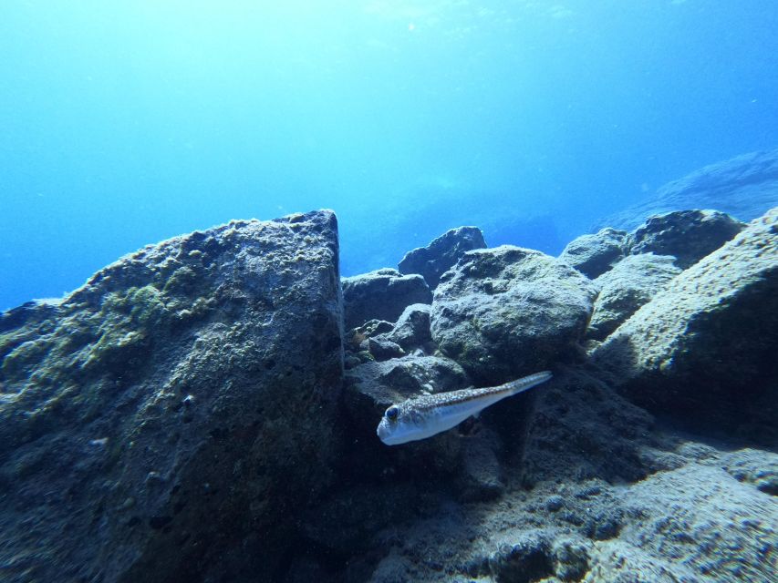 Heraklion: Try Scuba Diving For Beginners (1 dive) - Timing, Pickup, and What to Bring