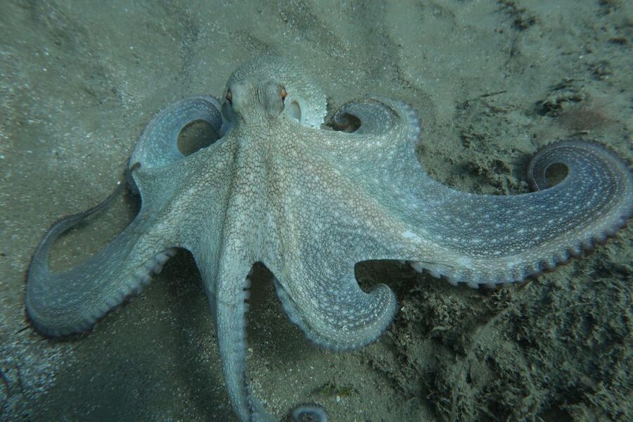Hersonissos, Stalida: Scuba Diving Experience for beginners - Pool practice before the sea