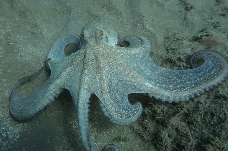 Hersonissos, Stalida: Scuba Diving Experience for beginners - The 45-minute shore dive in the Cretan Sea