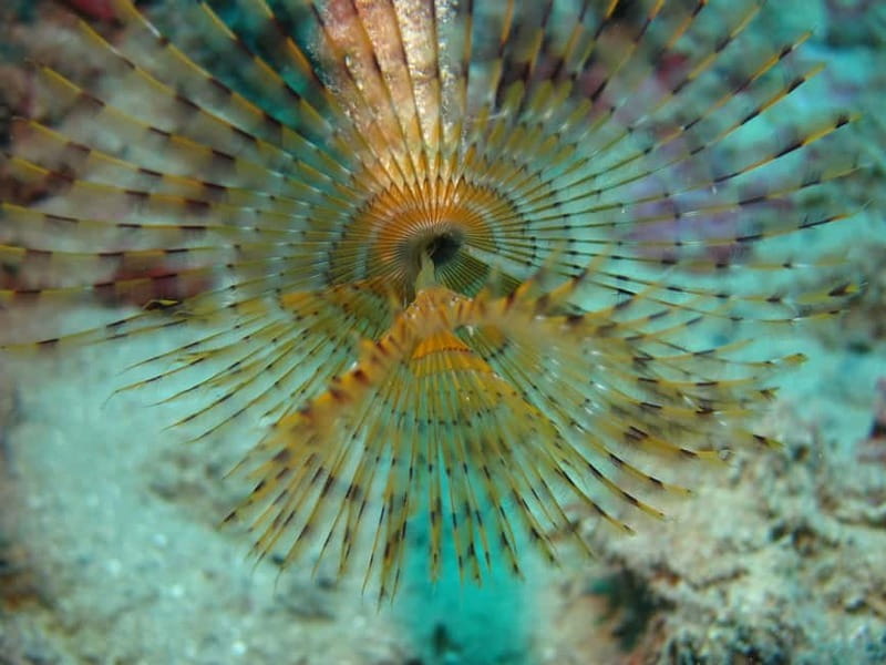 Hersonissos, Stalida: Scuba Diving Experience for beginners - Is $104 good value?