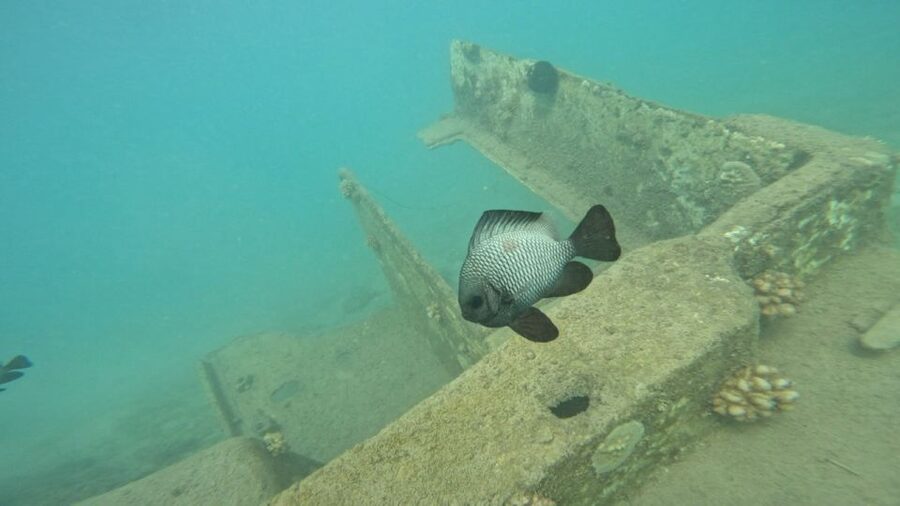 Honolulu: Beginner Scuba Diving Tour With Free Videos - Key points at a glance