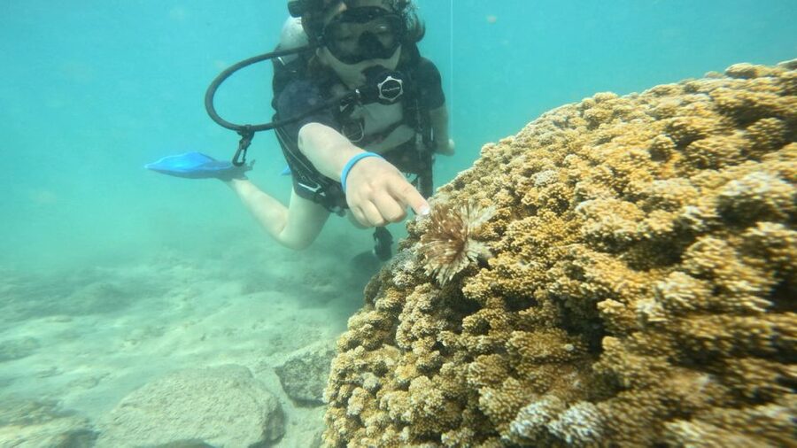 Honolulu: Beginner Scuba Diving Tour With Free Videos - A gentle first look beneath Honolulu’s surface