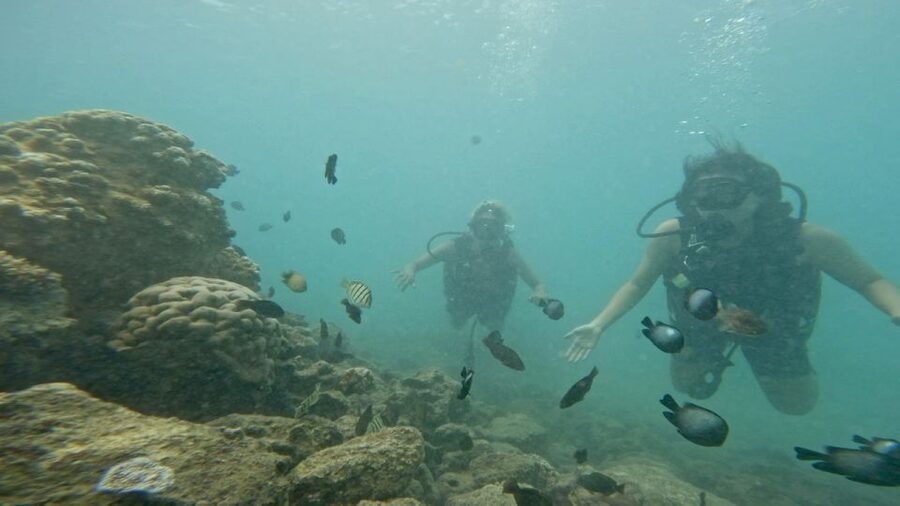Honolulu: Beginner Scuba Diving Tour With Free Videos - About 20 minutes with Hawaii’s marine life